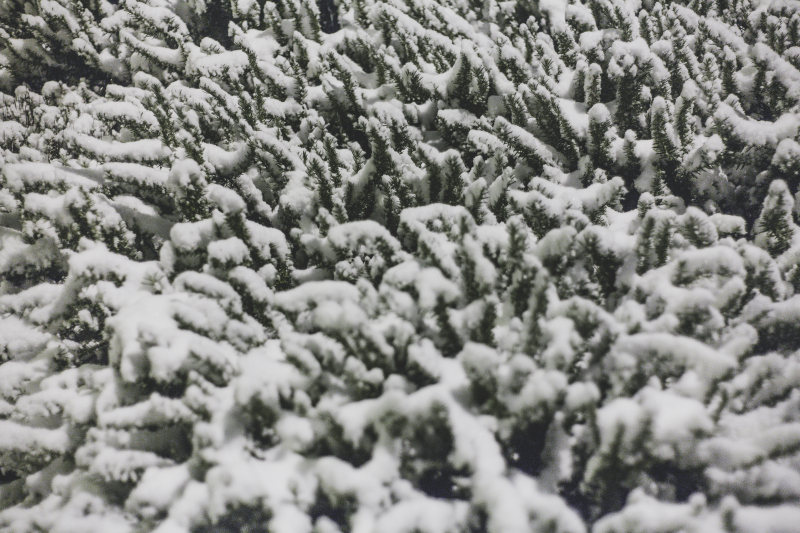 雪覆盖的植物照片|云杉,冬天,冰,冰冻,天气,季节,寒冷,树,针,雪,霜冻-海量高质量免版权图片素材-设计师素材-摄影图片-mitapix-美塔图像