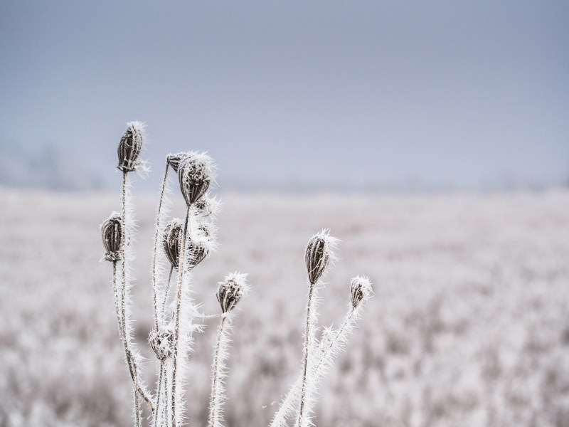 冻霜|冬天,冰冻,寒冷,自然,雪,雪花,雾气,霜冻-海量高质量免版权图片素材-设计师素材-摄影图片-mitapix-美塔图像