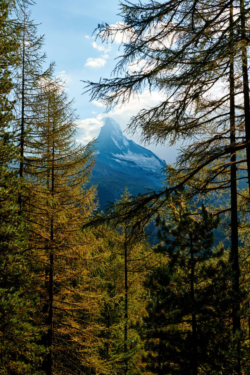 风景摄影的马特洪峰在树后面Landscape Photography of Matterhorn Behind Trees|免版税图片,冬天,山,常绿,旅行,景观,木,松,松柏,松树,树,森林,环境,秋天,自然,雪,风景优美的-海量高质量免版权图片素材-设计师素材-摄影图片-mitapix-美塔图像