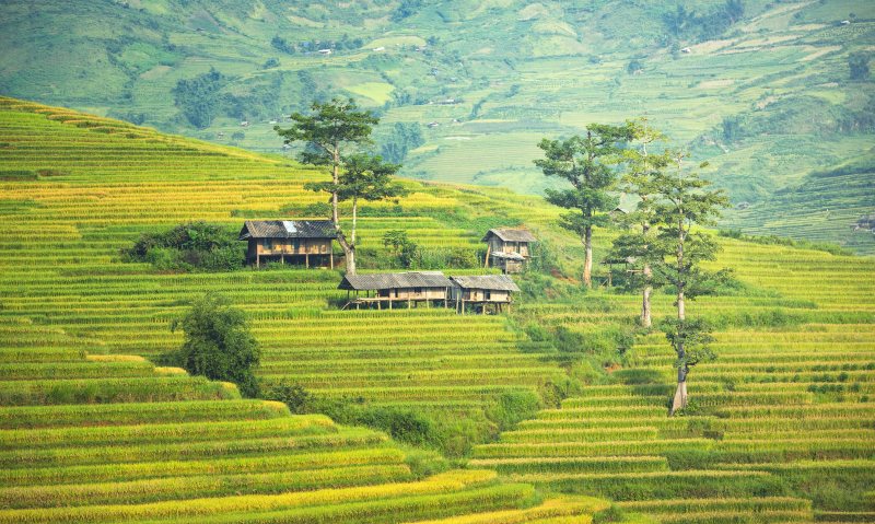 田园风光|乡村,农场,农田,庄稼,田地,种植园,风景-海量高质量免版权图片素材-设计师素材-摄影图片-mitapix-美塔图像