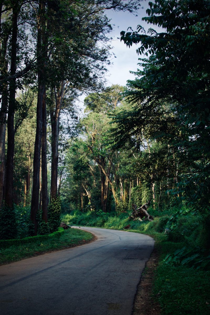 路Green-leafed树包围Road Surrounded by Green-leafed Trees|curve,Daylight,environment,evergreen,explore,forest,Grass,guidance,jungle,landscape,Light,outdoors,Park,road,royalty free images,scenic,summer,Travel,Trees,woods,丛林,光,免版税图像,公园,夏季,夏时制,常绿,户外,指导,探索,旅行,景区,景观,曲线,树木,森林,环境,草,路-海量高质量免版权图片素材-设计师素材-摄影图片-mitapix-美塔图像