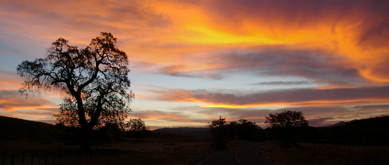 轮廓的树在黄金时间Silhouette of a Tree at Golden Hour|Dawn,desert,dusk,evening,fall,golden hour,landscape,Light,outdoors,road,scenic,silhouette,summer,sun,sunset,Travel,tree,光,剪影,夏季,太阳,户外,旅行,日落,晚上,景区,景观,树,沙漠,秋天,路,黄昏,黄金时段,黎明-海量高质量免版权图片素材-设计师素材-摄影图片-mitapix-美塔图像