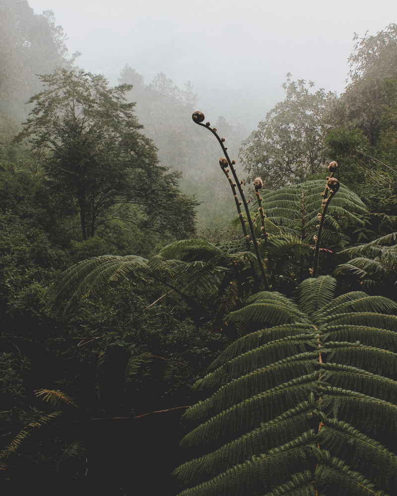 绿蕨类植物|光,公园,天气,户外,旅游,景观,树叶,树木,森林,环境,绿色,自然,蕨类植物,雨林,雾,风景,黎明-海量高质量免版权图片素材-设计师素材-摄影图片-mitapix-美塔图像