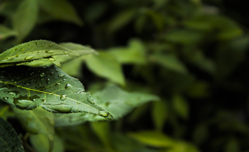 绿叶植物水露的宏观摄影|H2O,户外,树叶,绿色,露水,露珠-海量高质量免版权图片素材-设计师素材-摄影图片-mitapix-美塔图像