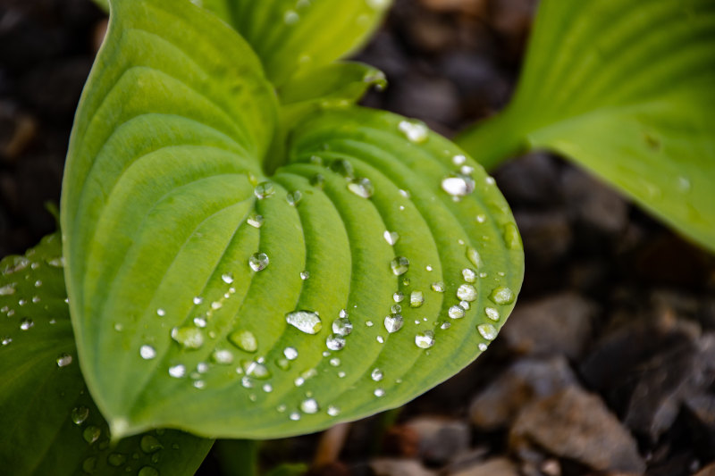 绿叶植物特写照片Closeup Photo Of Green Leaf Plant|dew,drops of water,green,leaf,macro,outdoors,plant,raindrops,叶,宏,户外,植物,水滴,绿色,雨滴,露水-海量高质量免版权图片素材-设计师素材-摄影图片-mitapix-美塔图像