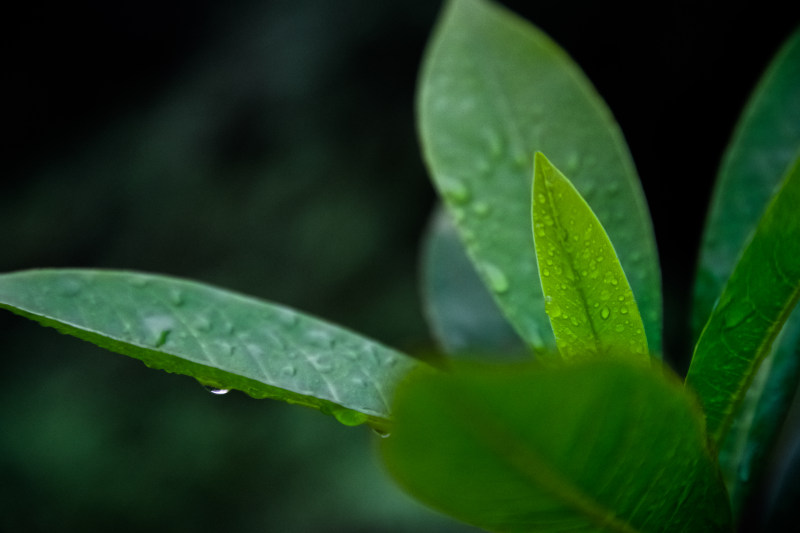 绿叶植物|叶子,大自然,植物,绿叶,露水-海量高质量免版权图片素材-设计师素材-摄影图片-mitapix-美塔图像