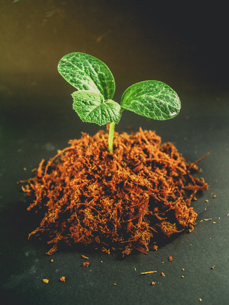 绿叶植物特写摄影|叶子,园艺,土壤,根,植物,泥土,生长,绿色-海量高质量免版权图片素材-设计师素材-摄影图片-mitapix-美塔图像