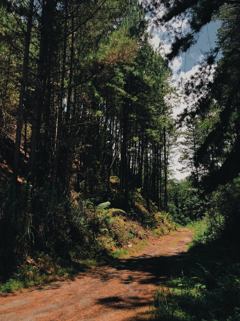 泥土道路中间的森林Dirt Path in the Middle of the Forest|土路,树,森林,绿色,自然,路径-海量高质量免版权图片素材-设计师素材-摄影图片-mitapix-美塔图像