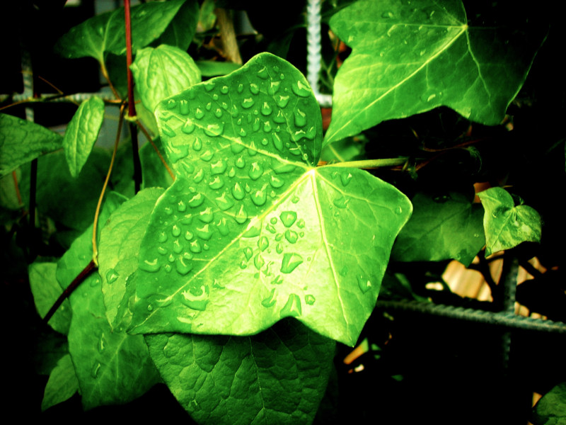 一滴滴常春藤叶|多雨,常春藤,树叶,植物,水滴,雨水,雨滴-海量高质量免版权图片素材-设计师素材-摄影图片-mitapix-美塔图像