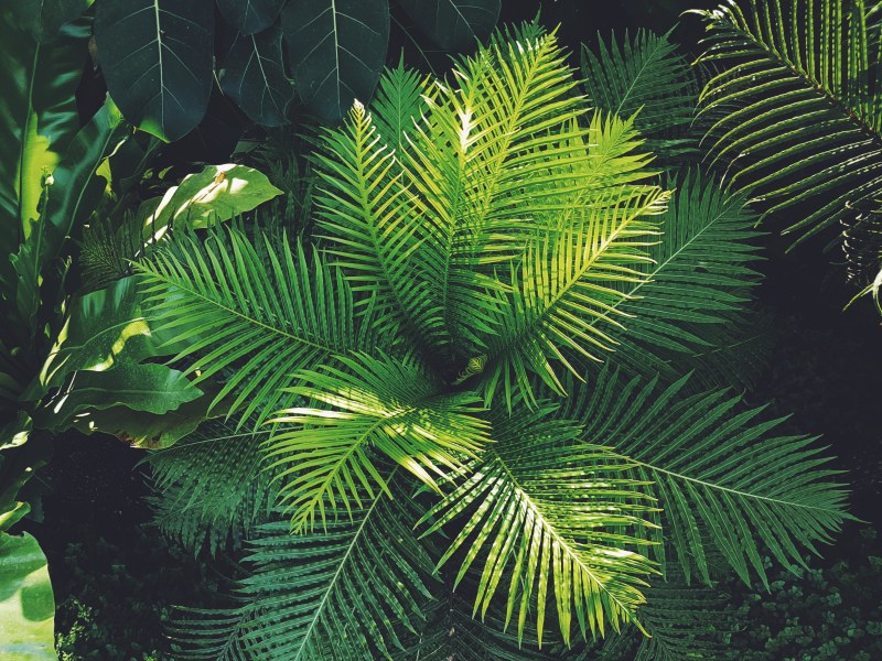 植物摄影|叶子,户外,植物,环境,生长,自然,花园,蕨类植物-海量高质量免版权图片素材-设计师素材-摄影图片-mitapix-美塔图像