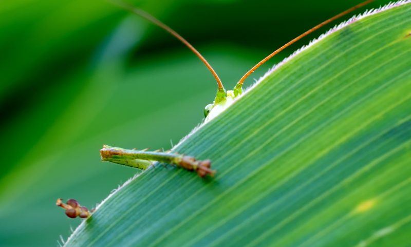 绿叶后绿虫|叶子,宏观,户外,昆虫,眼睛,绿色,自然,蝗虫,隐藏,隐藏和寻找-海量高质量免版权图片素材-设计师素材-摄影图片-mitapix-美塔图像