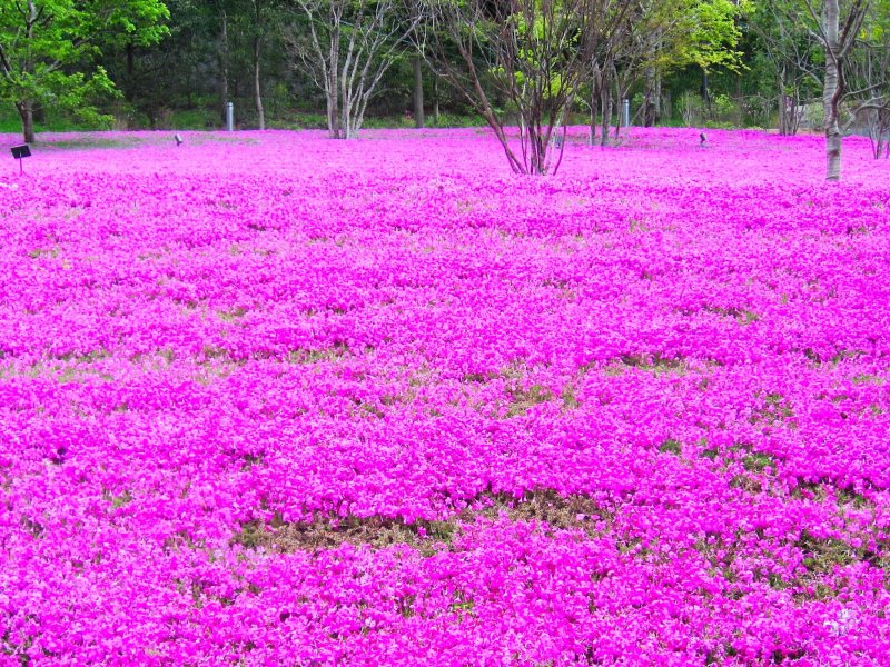 野外植物区系花|Field,Flora,Flowers,东京-海量高质量免版权图片素材-设计师素材-摄影图片-mitapix-美塔图像