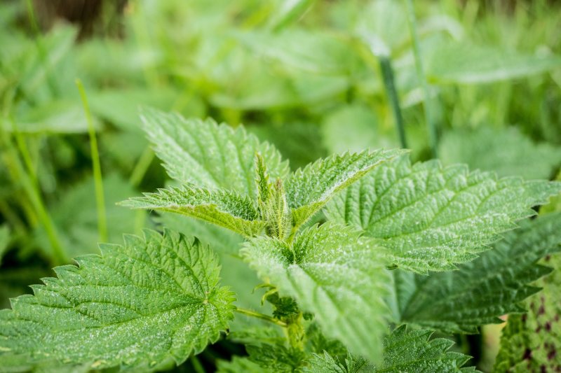 植物区系绿叶|刺荨麻,叶子,植物,绿叶,自然,荨麻,荨麻叶-海量高质量免版权图片素材-设计师素材-摄影图片-mitapix-美塔图像