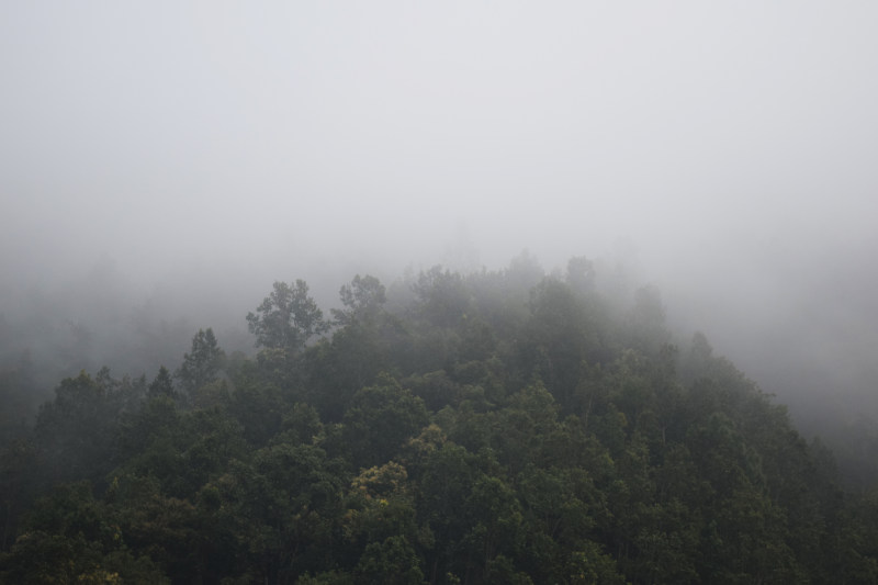 绿树成荫的雾山|山,树木,森林,自然,雾-海量高质量免版权图片素材-设计师素材-摄影图片-mitapix-美塔图像