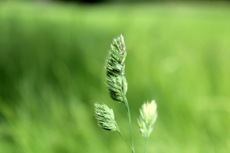 禾本科植物种子头状花序|免版税图像,植物,种子头,草-海量高质量免版权图片素材-设计师素材-摄影图片-mitapix-美塔图像