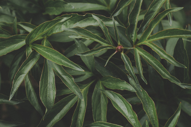 绿色植物|叶子,植物,生长,绿色-海量高质量免版权图片素材-设计师素材-摄影图片-mitapix-美塔图像