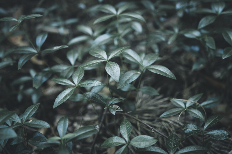 绿叶植物|绿叶植物-海量高质量免版权图片素材-设计师素材-摄影图片-mitapix-美塔图像