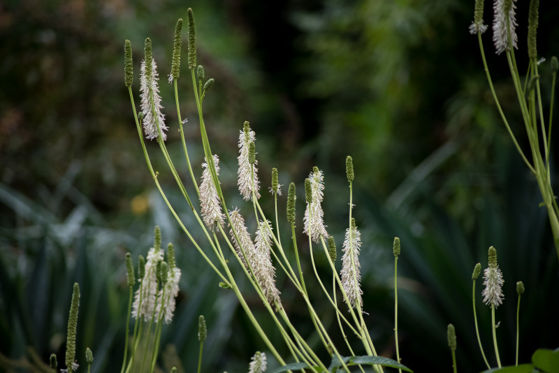 白天种白叶植物|大自然,植物,绿色,茎秆-海量高质量免版权图片素材-设计师素材-摄影图片-mitapix-美塔图像