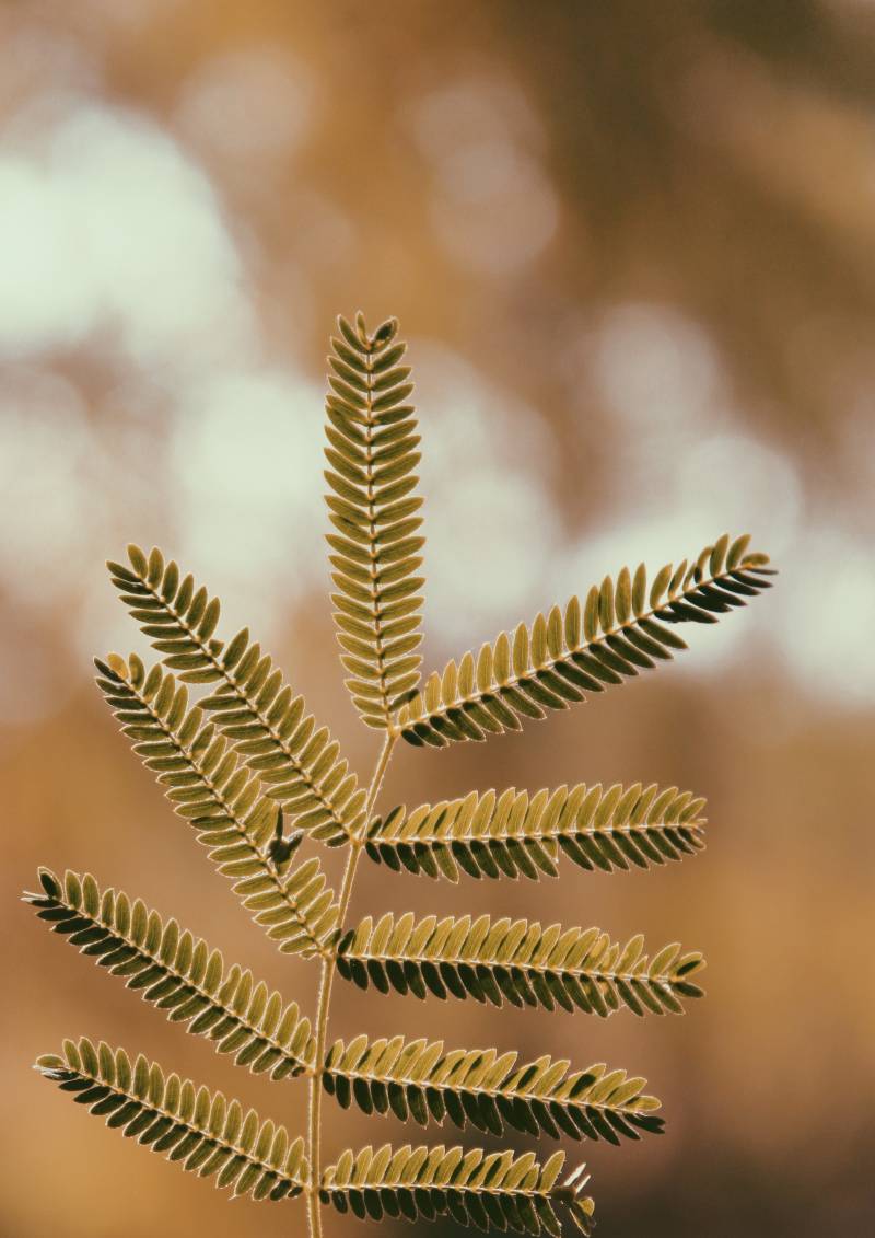 选择聚焦摄影的绿色有叶子的植物Selective Focus Photography Of Green Leafed Plant|叶子,宏,植物-海量高质量免版权图片素材-设计师素材-摄影图片-mitapix-美塔图像