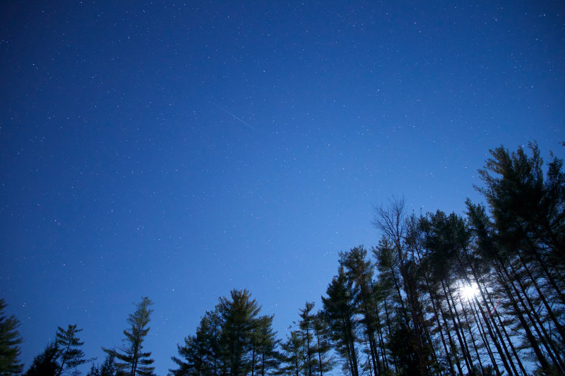 虫子在湛蓝晴朗的夜空下看绿树|夜晚,大自然,天空,星星,树木-海量高质量免版权图片素材-设计师素材-摄影图片-mitapix-美塔图像