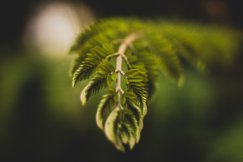 绿叶植物的选择性聚焦摄影|光,叶子,夏天,大自然,太阳,户外,户外挑战,木材,树,植物,模糊,环境,生长,绿叶,绿色,美丽,自由度,花,花园,蕨类植物,郁郁葱葱,雨-海量高质量免版权图片素材-设计师素材-摄影图片-mitapix-美塔图像