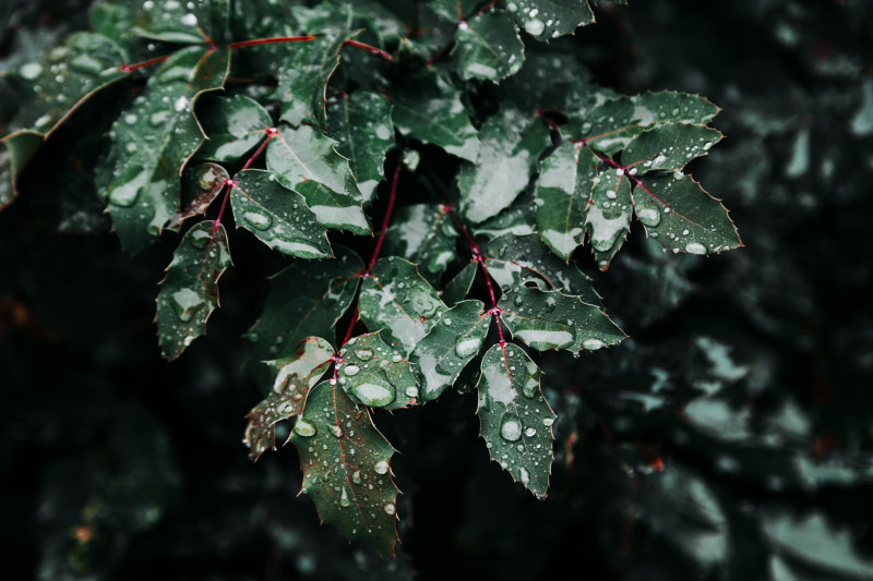 湿叶子特写镜头照片|增长,新鲜,景深,植物,模糊,水,水滴,湿,滴眼液,焦点,特写,环境,绿色,自然摄影,自然风光壁纸,长荣,雨滴,露水,露珠,飞沫,高清壁纸-海量高质量免版权图片素材-设计师素材-摄影图片-mitapix-美塔图像