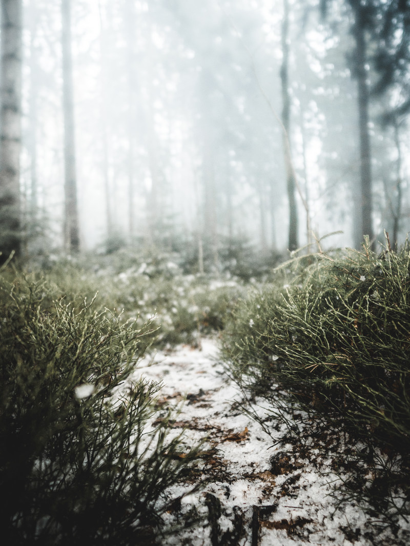 有关下雪的, 下雪的天气, 似雪|下雪的,下雪的天气,似雪,冬季,冰,冷,冷冰冰,冷冰的,冷冻,冻,冻结的,场景,天性,天气,寒冷,寒冷的天气,很冷,性质,户外,日光,景观,有雪的,有雾,树木,树林,树枝,森林,植物群,环境,现场,画面,白天,美景,自然,草,阳光,雪,雾,霜,风景-海量高质量免版权图片素材-设计师素材-摄影图片-mitapix-美塔图像