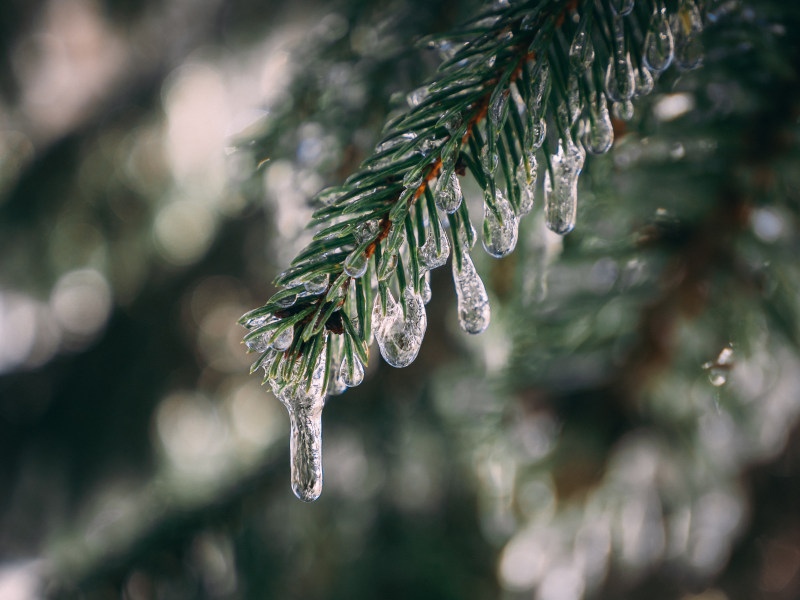 冷、 冷冰的、有雪的、 冻结的|专注,冷,冷冰的,冻结的,分公司,分枝,天性,季节,常绿,性质,挂,有雪的,树枝,滴,焦点,特写,自然,调味,雪,霜-海量高质量免版权图片素材-设计师素材-摄影图片-mitapix-美塔图像