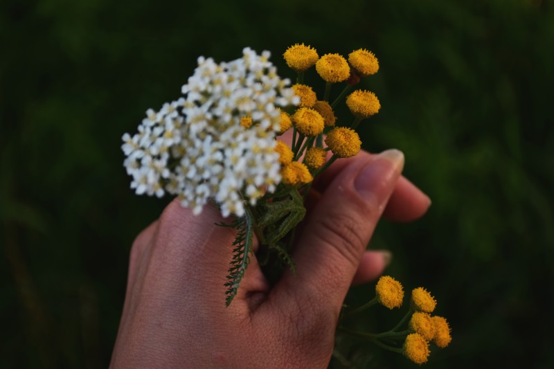 增长, 季节, 户外|农地,增长,季节,开花,户外,手,植物群,漂亮,特写,田,绽放,绽放的花朵,美丽,花,花卉,花园,花朵盛开,花束,草,调味,运动场地,颜色-海量高质量免版权图片素材-设计师素材-摄影图片-mitapix-美塔图像