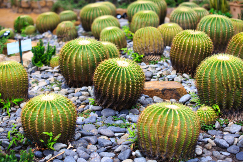 仙人掌, 仙人掌植物, 刺|仙人掌,仙人掌植物,农业,刺,图案,增长,多肉植物,天性,尖刺,尖头,尖状物,尖锐,形式,性质,成长,户外,日光,明亮,植物,植物的,模式,特写,生长,石头,绿色,自然,花园,荆棘,阳光,颜色,鲜明-海量高质量免版权图片素材-设计师素材-摄影图片-mitapix-美塔图像