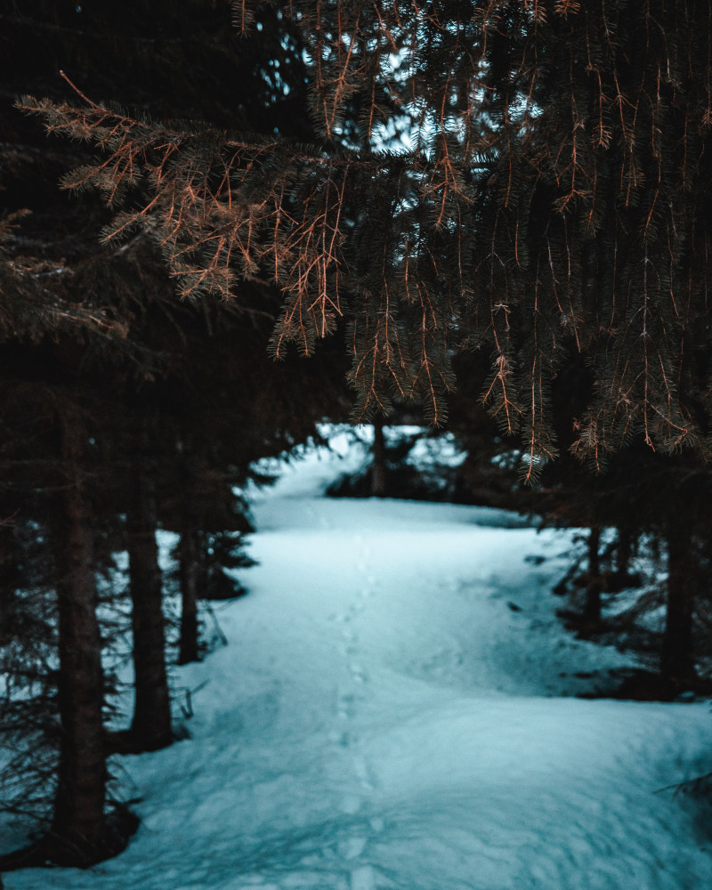 下雪的, 下雪的天气, 似雪|下雪的,下雪的天气,云杉,云杉树,似雪,光,光线,冬季,冬季仙境,冬季景观,冰,冷,冷冰的,冷冻,冻,冻结的,原本,天性,天气,季节,寒冷的天气,常绿,很冷,性质,户外,挪威,景观,有雪的,木,木头,林地,树木,步伐,环境,美景,脚印,自然,调味,轻的,针叶,针叶树,雪,霜,风景,黎明-海量高质量免版权图片素材-设计师素材-摄影图片-mitapix-美塔图像