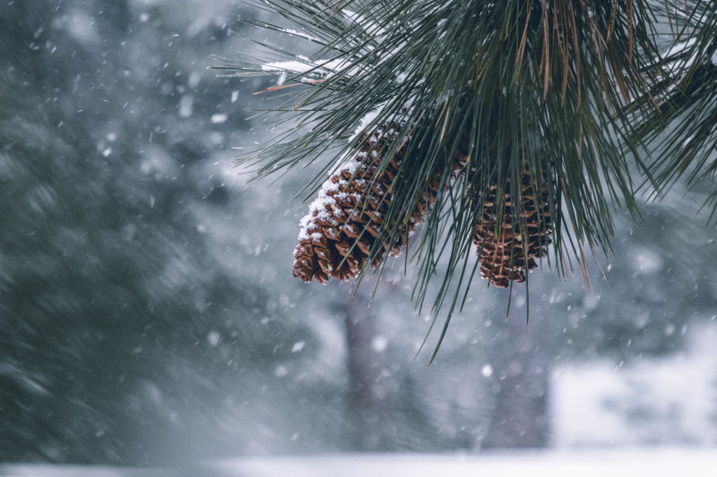 冬季, 冷, 松果|冬季,冷,松果,树,针叶树,雪-海量高质量免版权图片素材-设计师素材-摄影图片-mitapix-美塔图像