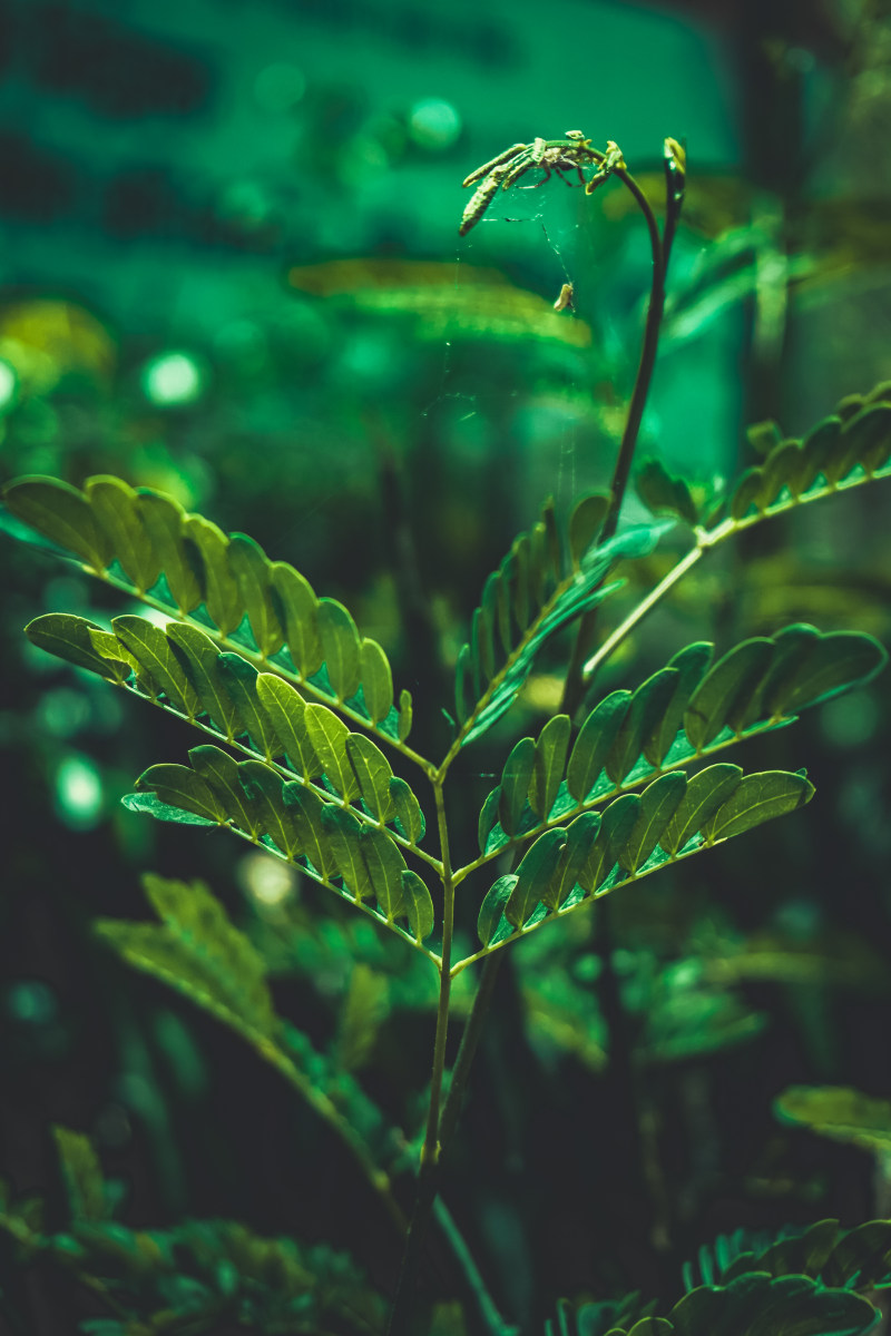 叶子特写镜头照片-叶子,增长,性质,新鲜,景深,植物,植物园,模糊,焦点,特写,环境,生态学,郁郁葱葱-海量高质量免版权图片素材-设计师素材-摄影图片-mitapix-美塔图像