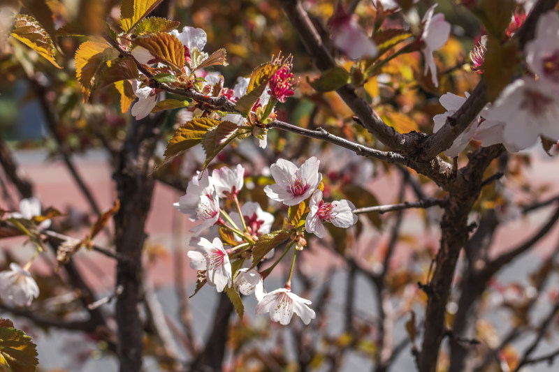 beatiful, 光, 光线|beatiful,光,光线,公园,分支机构,厂,增长,天性,季节,开花,微妙,性质,户外,新鲜,明亮,春天,树,树叶,植物,植物群,樱花,漂亮,特写,白色,精巧,细腻,细致,绽放,绽放的花朵,美丽,美女,背景,自然,花,花卉,花园,花朵盛开,花瓣,调味,轻的,选择性对焦,颜色-海量高质量免版权图片素材-设计师素材-摄影图片-mitapix-美塔图像