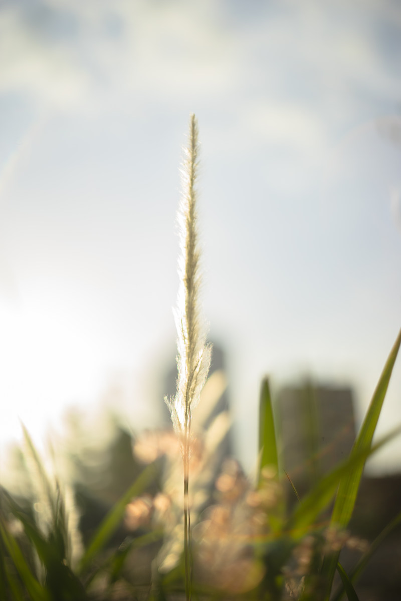 植物选择聚焦摄影|厂,宏,草-海量高质量免版权图片素材-设计师素材-摄影图片-mitapix-美塔图像