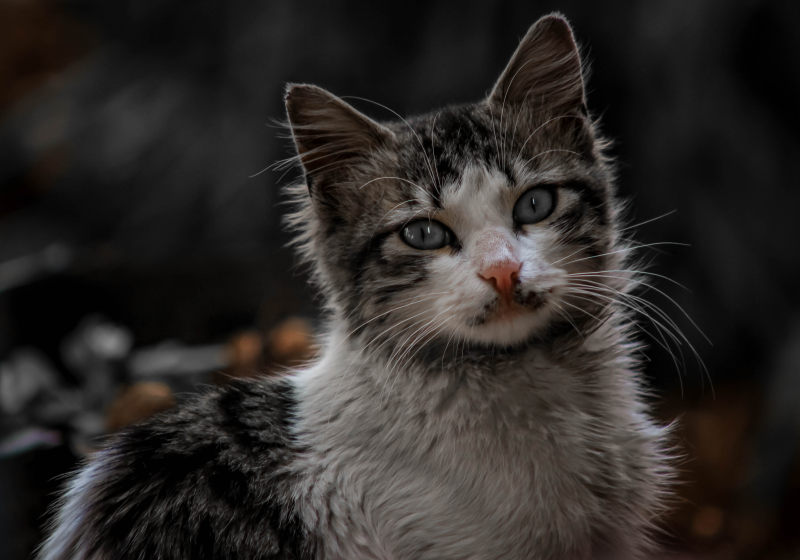 虎斑猫特写镜头照片|动物,动物摄影,哺乳动物,多毛,家猫,景深,模糊,毛皮,毛茸茸,焦点,特写,猫,猫的眼睛,猫科,猫科动物,猫脸,绒毛,胡须,虎斑猫-海量高质量免版权图片素材-设计师素材-摄影图片-mitapix-美塔图像