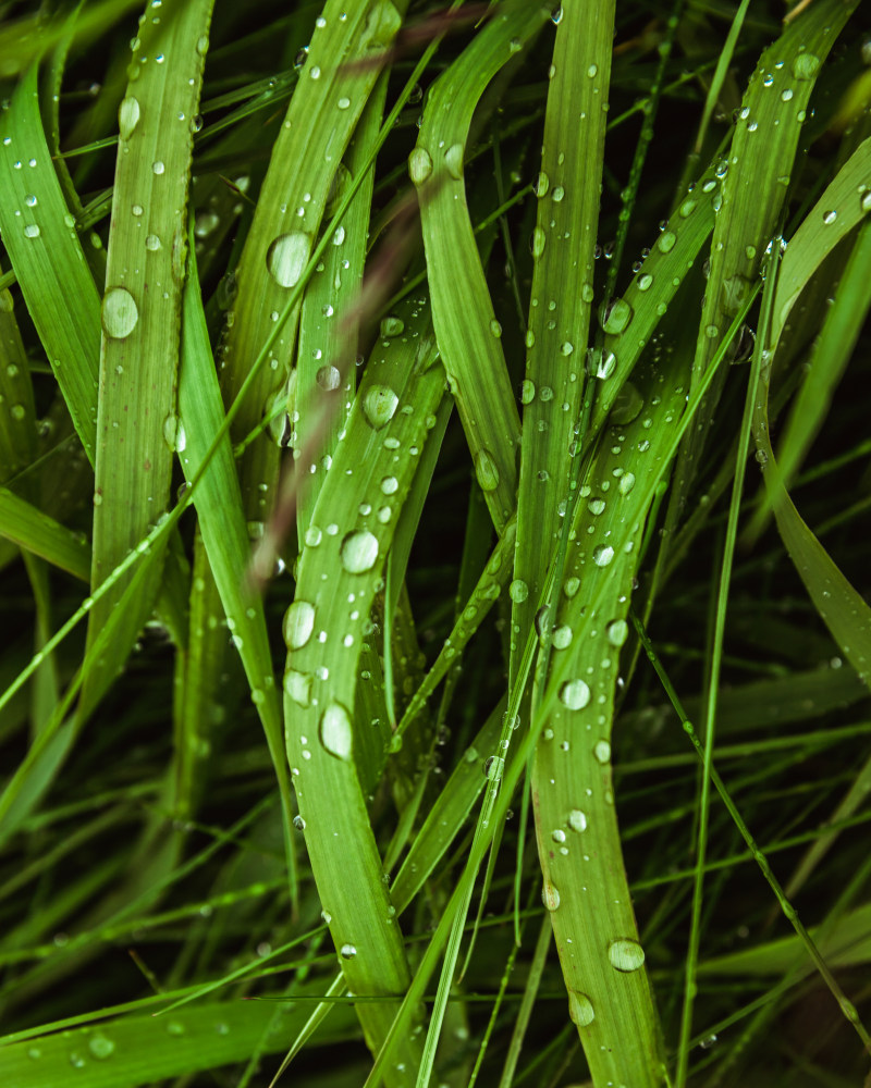 绿草地-H2O,光明,刀片,叶子,增长,性质,新鲜,植物,植物区系,水,水分,水滴,湿,特写,环境,纯度,绿色,草,郁郁葱葱,雨,雨滴,露水,飞沫-海量高质量免版权图片素材-设计师素材-摄影图片-mitapix-美塔图像