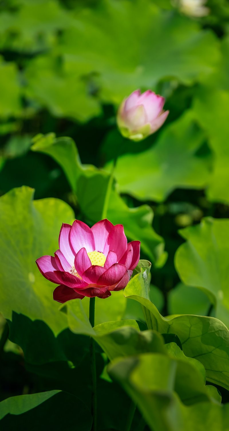 睡莲在水面上|充满活力,增长,夏季,开花,性质,明亮,植物,模糊,水生,热带,焦点,特写,精致,绽放,美丽,花卉,花瓣,莲花-海量高质量免版权图片素材-设计师素材-摄影图片-mitapix-美塔图像