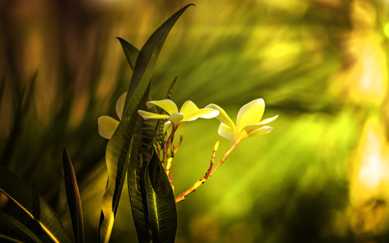 三朵黄色花瓣|光明,叶子,增长,多彩,性质,户外,景观,梅花,植物区系,模糊,模糊的背景,焦点,环境,白天,盛开,绽放,绿色,花瓣,颜色,鲜花-海量高质量免版权图片素材-设计师素材-摄影图片-mitapix-美塔图像