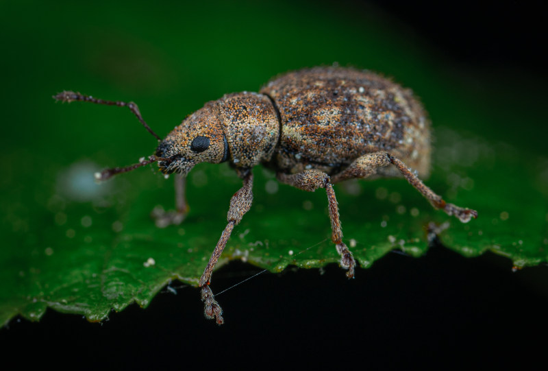 昆虫的特写照片|Bug,动物,动物摄影,叶,天线,宏,宏摄影,昆虫,昆虫摄影,景深,模糊,节肢动物,选择性焦点-海量高质量免版权图片素材-设计师素材-摄影图片-mitapix-美塔图像