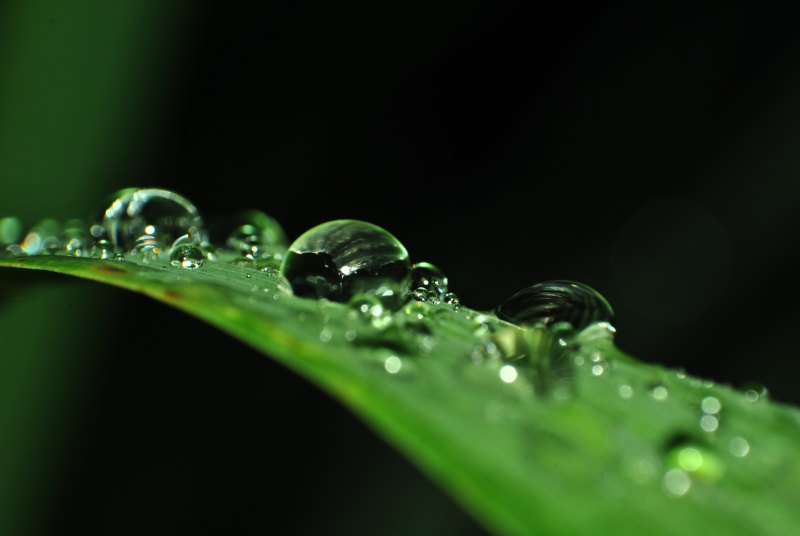 水滴宏观摄影在线性叶子的-宏,性质,新鲜,植物,水,水晶,水滴,泡沫,液体,液滴环境,清,清洁,湿,特写,纯度,绿色,雨,雨滴,露水-海量高质量免版权图片素材-设计师素材-摄影图片-mitapix-美塔图像