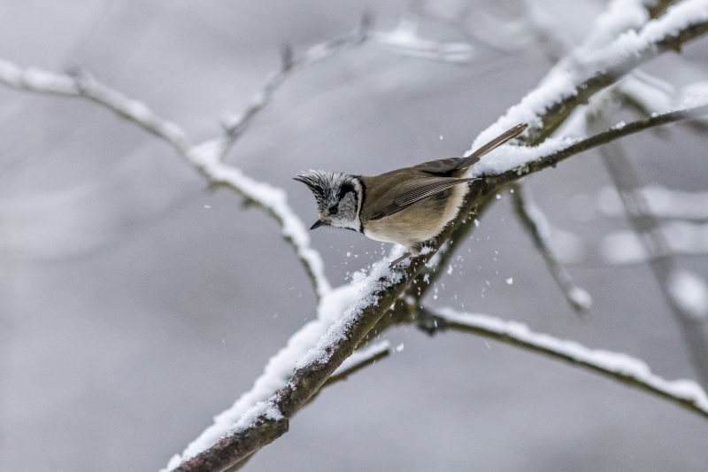 有关lophophanes cristatus, 一只动物, 下雪的|lophophanes cristatus,一只动物,下雪的,似雪,冬季,冰,冷,冻结的,分公司,分枝,动物,动物摄影,天性,寒冷,小,山雀,性质,户外,日光,树,树枝,栖息,森林,模糊,欧洲凤头山雀,特写,美在自然中,羽毛,自然,观鸟,野生动物,阳光,雪,霜,鸟,鸟嘴,鸟类,鸟类学,鸣禽-海量高质量免版权图片素材-设计师素材-摄影图片-mitapix-美塔图像