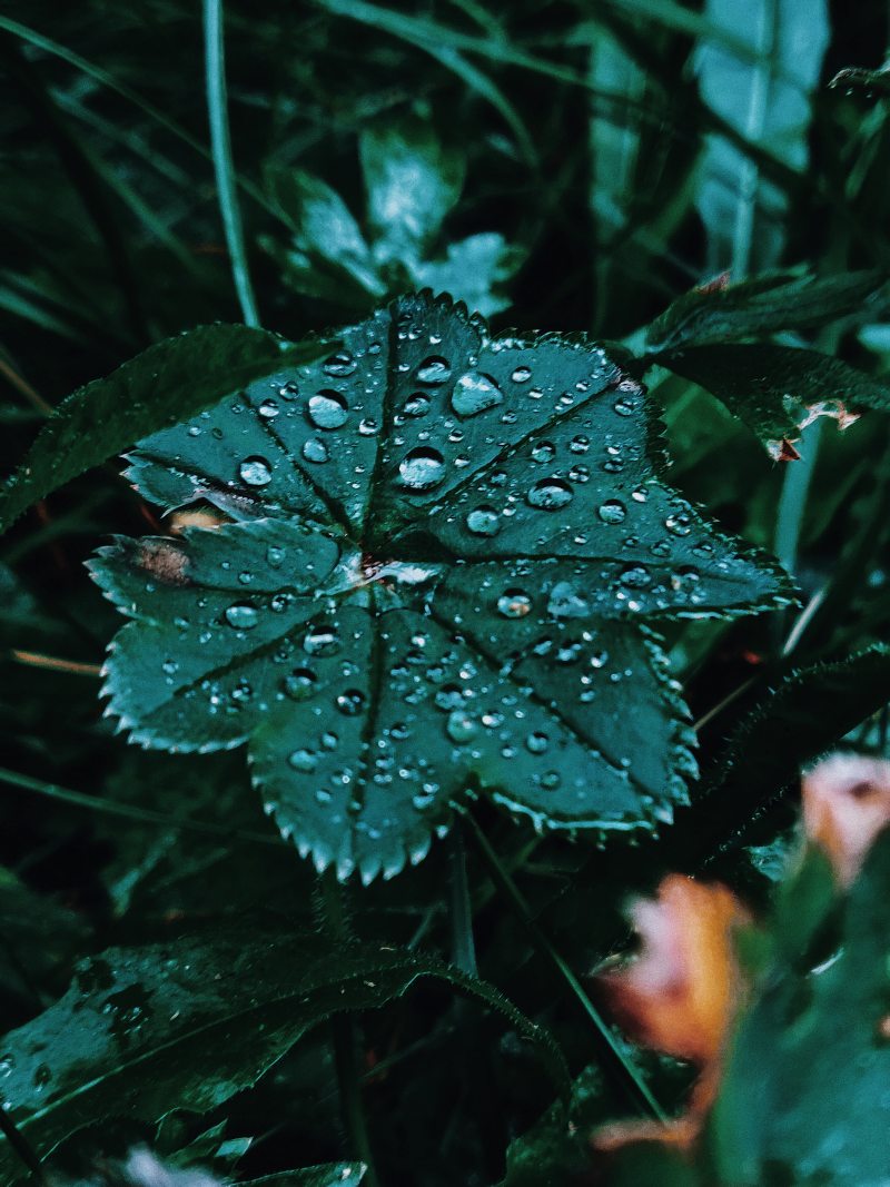 alchemilla vulgaris, 健康, 充滿活力|alchemilla vulgaris,健康,充滿活力,增長,天性,女士披风,寧靜,工厂,廠,弹簧,微妙,性質,成長,戶外,新鮮,日光,早上,春天,有機,柔軟,栽培,森林,植物學,植物群,植被,模糊,水,水滴,滴,濕,照顧,特寫,環境,生動,生態,生長,田園,精巧,純淨,純粹,細緻,細膩,綠化,綠色,耕作,脆弱,自然,花園,花的,草,葉子,藥草,裝飾,關心,陽光,雨,露,高角度,鬱鬱蔥蔥-海量高质量免版权图片素材-设计师素材-摄影图片-mitapix-美塔图像