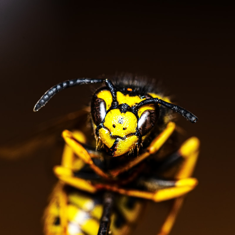 vespula, 公園, 动物学|vespula,公園,动物学,動物,危險,天性,天線,小蟲,微妙,性質,昆蟲,明亮,棲息地,模糊,機翼,特寫,環境,生態系統,生活,生物,生物學,甲壳虫,甲蟲,異國情調,眼睛,硬币,竊聽器,節肢動物,精巧,細緻,細膩,翅膀,膜翅目,自然,花園,豐富多彩,软焦点,選擇性對焦,野生,野生動物,錯誤,頭,飛,飞,马蜂,黃色,黃蜂,黑色背景-海量高质量免版权图片素材-设计师素材-摄影图片-mitapix-美塔图像