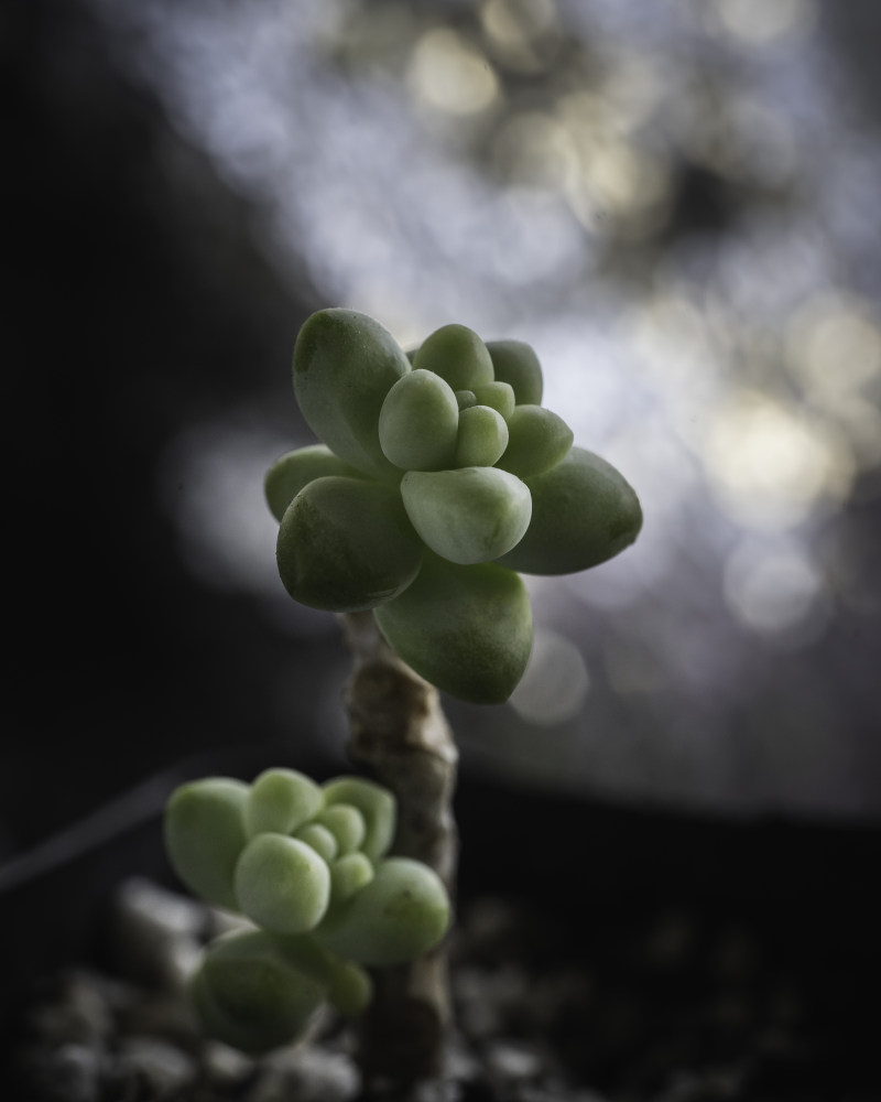 卵巢草, 园丁, 園藝|卵巢草,园丁,園藝,土,土壤,增長,多肉植物,天性,室內,工厂,幹,廠,微妙,性質,成長,播种,收成,新鮮,日光,有機,栽培,植物,植物學,植物群,植被,模糊,模糊的背景,泥土,温室,溫室,照顧,特寫,環境,生態,生長,異國情調,發芽,盆栽,精巧,糖杏仁厂,細緻,細膩,綠化,綠色,耕作,背景虛化,脆弱,自然,花商,花園,花的,花盆,莖,葉子,裝飾,软焦点,關心,陽光,高角度-海量高质量免版权图片素材-设计师素材-摄影图片-mitapix-美塔图像