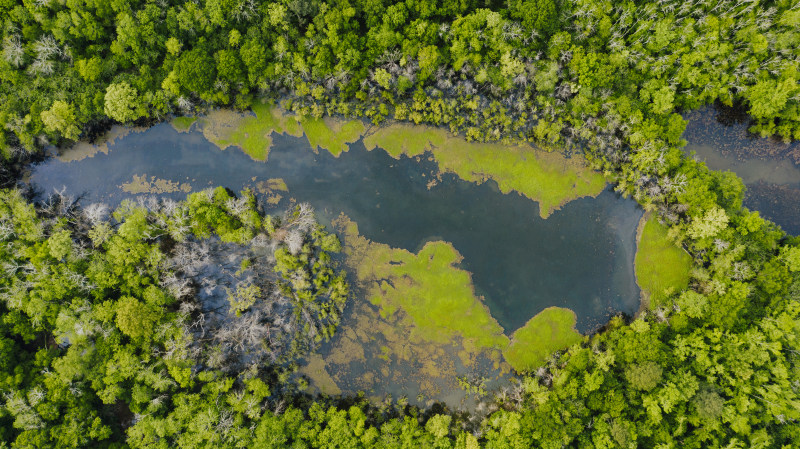 俯視圖, 地平線, 場景|俯視圖,地平線,場景,增長,夏天,夏季,天性,季節,工厂,常綠,廠,從上面,性質,成長,戶外,新鮮,森林,植物,植物學,植物群,樹,樹林,橫的,氣候,水,水平的,水藍色,池塘,河,液體,無人機視圖,現場,環境,生長,畫面,空拍圖,綠化,綠色,美景,自然,花的,葉子,調味,遠程,野生,雜草叢生,風景,風景如畫,高,高度,鬱鬱蔥蔥-海量高质量免版权图片素材-设计师素材-摄影图片-mitapix-美塔图像