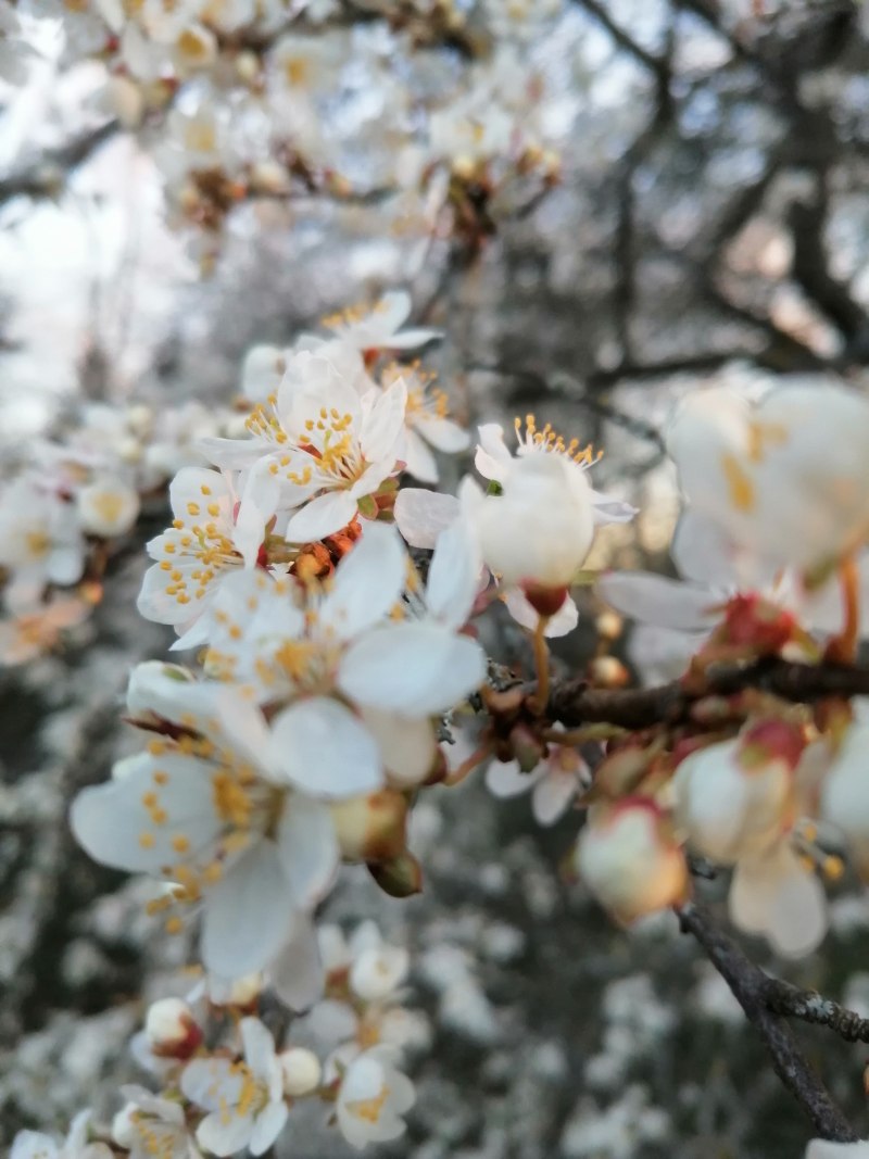 公園, 分公司, 分枝|公園,分公司,分枝,味道,和諧,和谐,垂直,夏天,夏季,天性,季節,工厂,廠,弹簧,微妙,性質,新鮮,春天,杏桃,果园,柔軟,柔軟的,植物學,植物群,樹,樹枝,氣味,浪漫的,温和,特寫,環境,田園,白色,精巧,純淨,純粹,細緻,細膩,綻放,美女,脆弱,自然,花,花園,花瓣,花的,花苞,葉子,調味,開花,香味,香氣-海量高质量免版权图片素材-设计师素材-摄影图片-mitapix-美塔图像