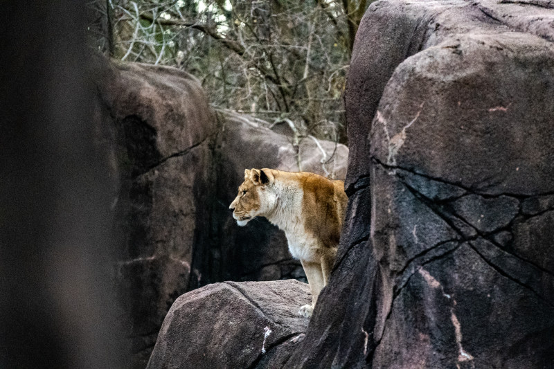 側面圖, 公園, 冷靜|側面圖,公園,冷靜,动物学,動物,動物園,哺乳動物,地平線,地形,壯觀,夏天,夏季,天性,安靜,寧靜,岩石,強大,形狀,性質,恩典,戶外,捕食者,摇滚,日光,林地,森林,棲息地,模糊的背景,樹林,橫的,權力,母獅,水平的,熱帶,熱帶的,獵人,環境,生態系統,生物,生物學,白天,石,硬币,稀樹草原,粗糙,結構,編隊,美景,自然,草,草原,草地,野生,野生動物,陽光,雄偉,非洲狩獵旅行-海量高质量免版权图片素材-设计师素材-摄影图片-mitapix-美塔图像