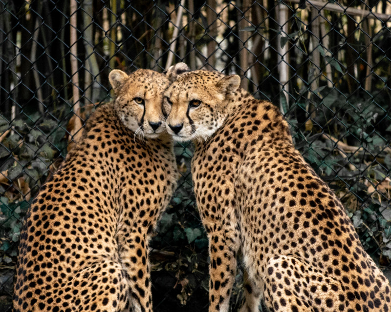 严重, 公園, 冷靜|严重,公園,冷靜,动物学,動物,動物園,危險,品種,哺乳動物,地平線,培育品種,夏天,夏季,天性,安靜,強大,後視圖,性質,恩典,戶外,捕食者,日光,林地,森林,棲息地,模糊的背景,樹林,橫的,權力,毛皮,水平的,瀕危,熱帶,熱帶的,獵人,環境,生態系統,生物,生物學,白天,硬币,稀樹草原,自然,草原,豹,避难所,野生,野生動物,附件,陽光,非洲狩獵旅行,點-海量高质量免版权图片素材-设计师素材-摄影图片-mitapix-美塔图像