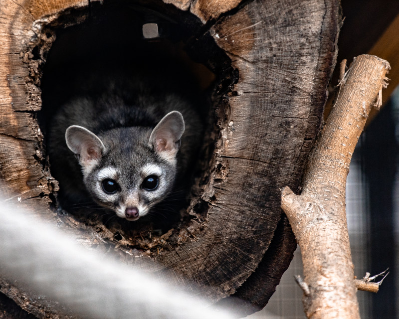 休息, 公園, 冷靜|休息,公園,冷靜,动物学,動物,動物園,友善,友好,可愛,可愛的,和平的,哺乳動物,地平線,坐,天性,好奇的,寧靜,寧靜的,小,平靜的,性質,愛打聽的,戶外,捕食者,日光,有求知慾的,林地,森林,棲息地,模糊,樹,樹幹,樹林,橫的,毛皮,水平的,注視,浣熊,滑稽,灰,灰暗,灰白,灰色,獵人,甜,生活,生物,白天,看着相机,硬币,神圣,肉食動物,自然,起毛,野生,野生動物,陽光-海量高质量免版权图片素材-设计师素材-摄影图片-mitapix-美塔图像